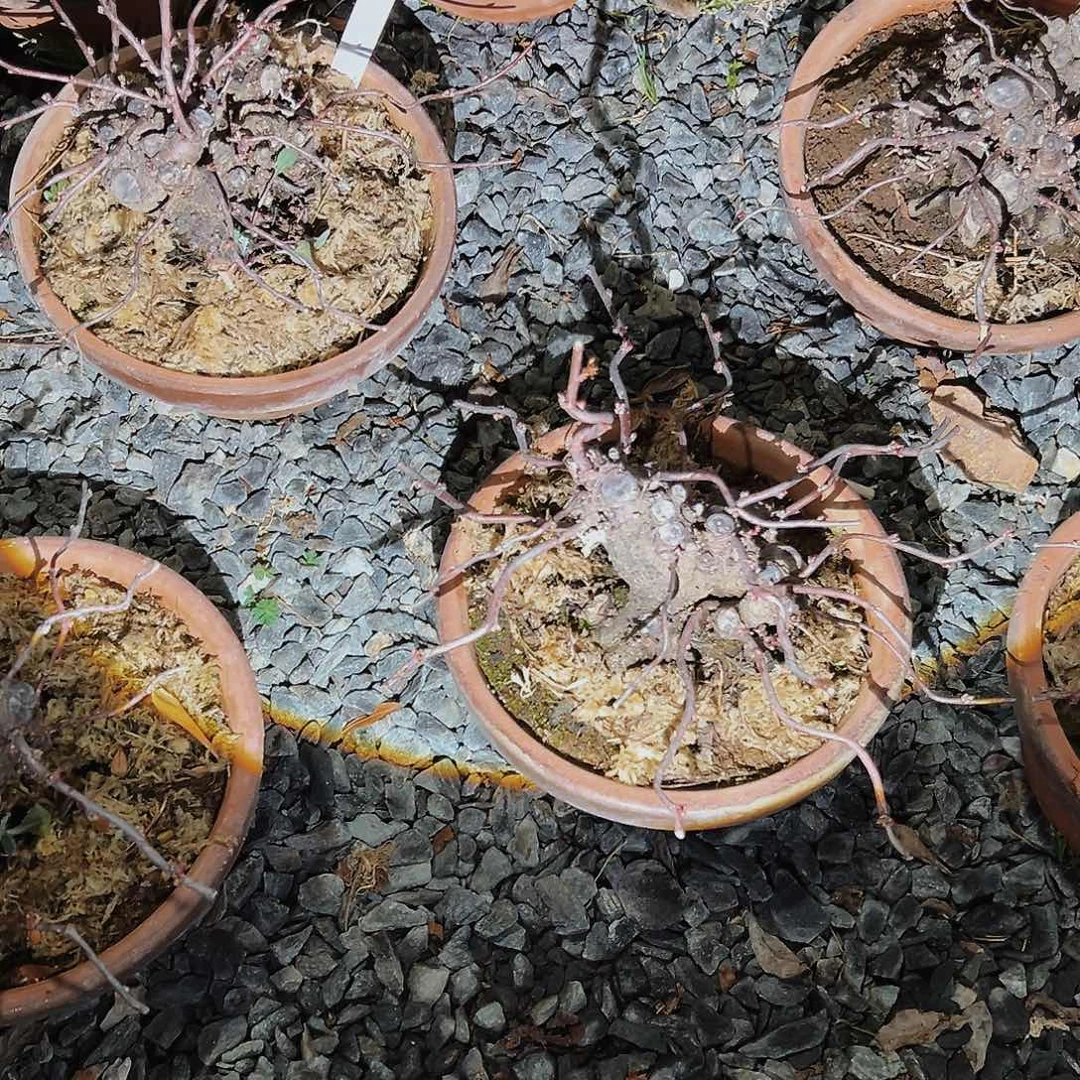 盆景林升梅原盆发货