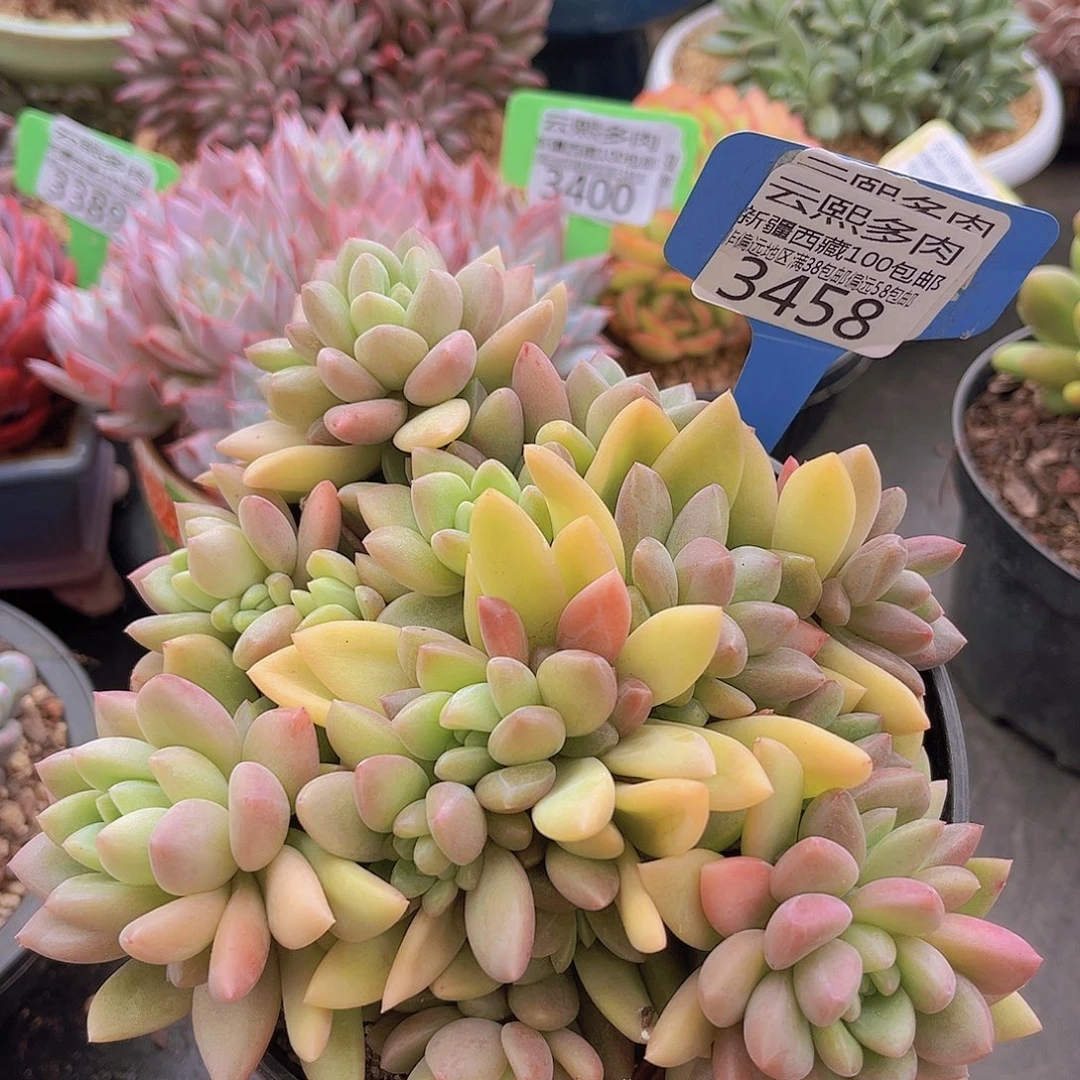 3458贵妃美人多肉植物
