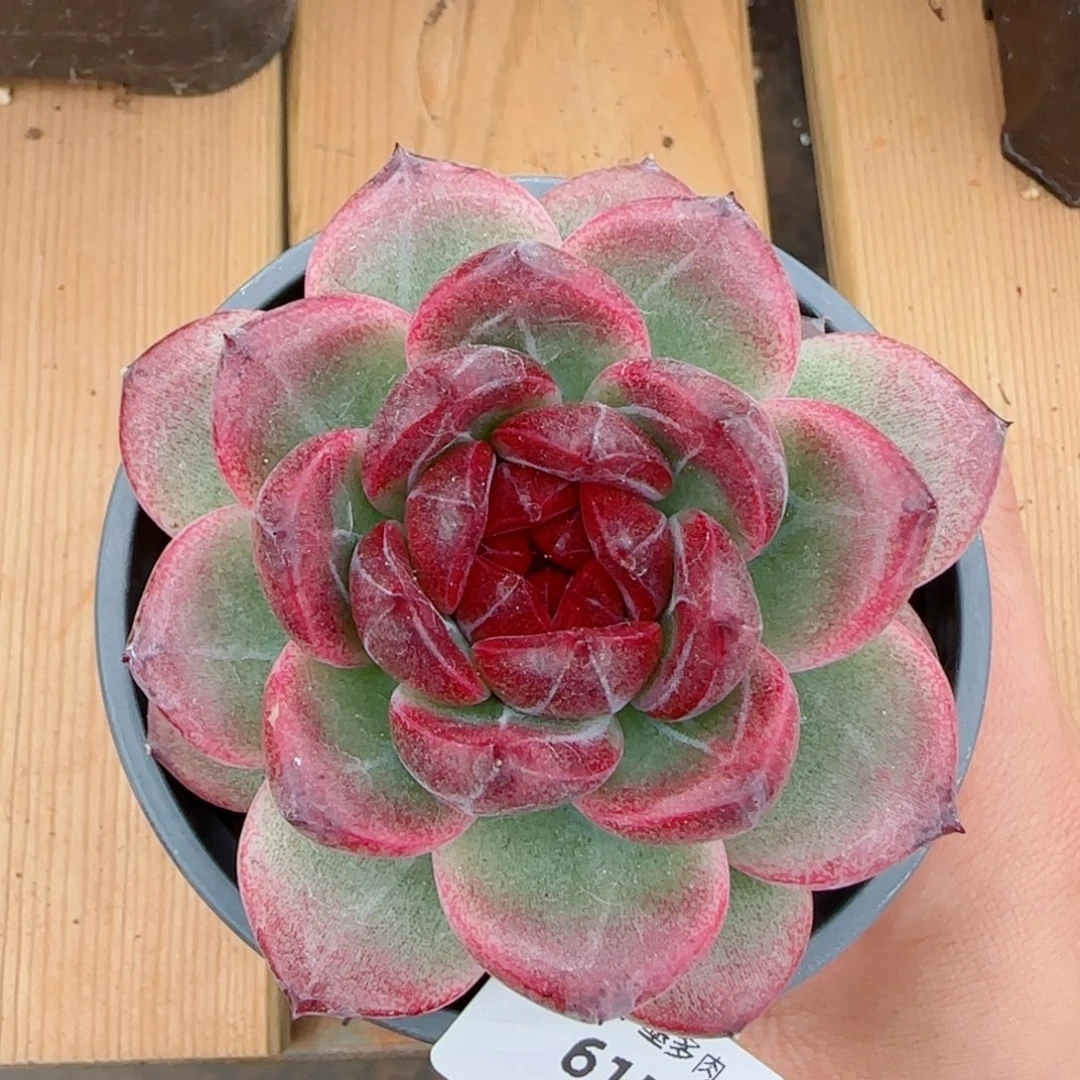 紫心，6152多肉植物