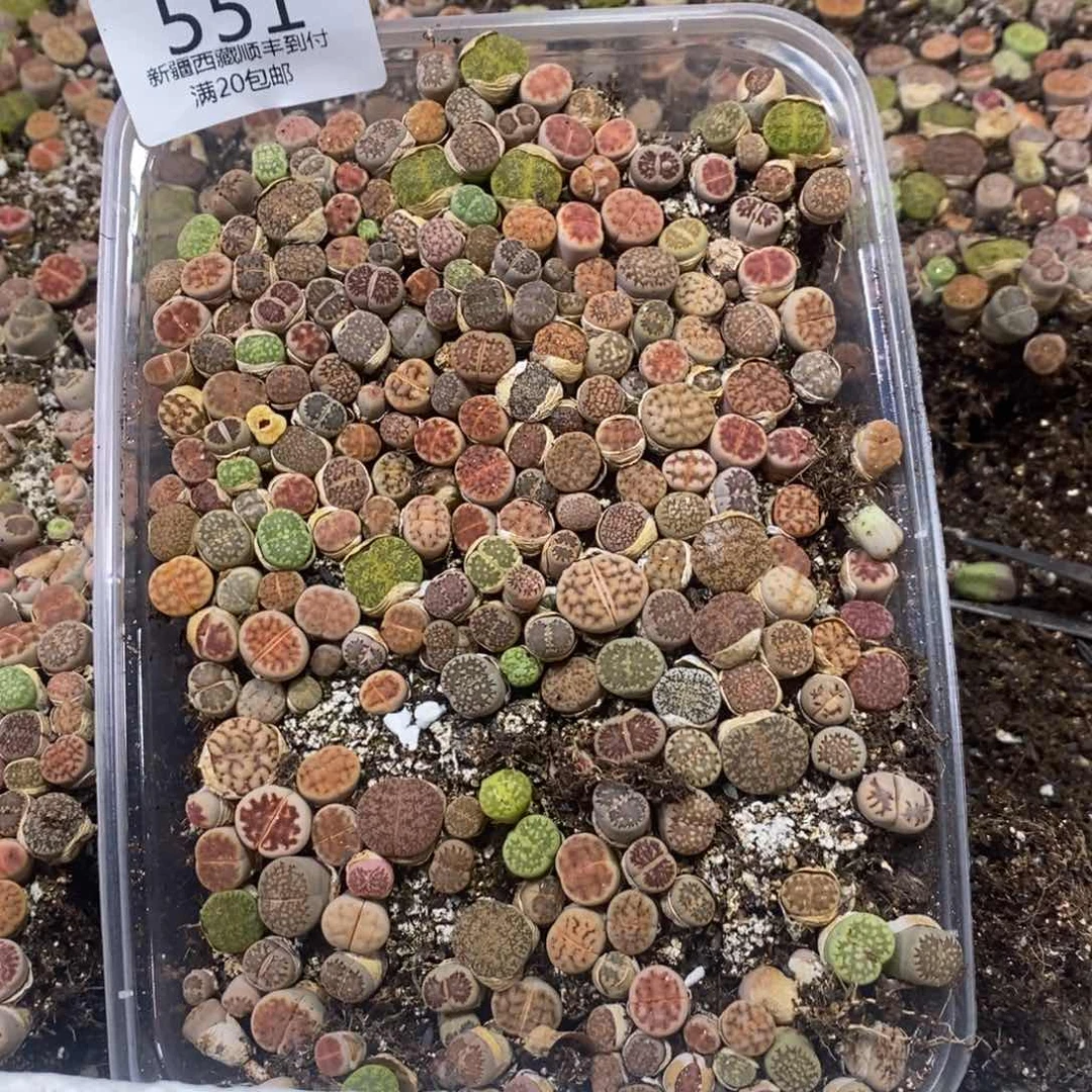 多肉蛋炒饭，感谢您相伴551