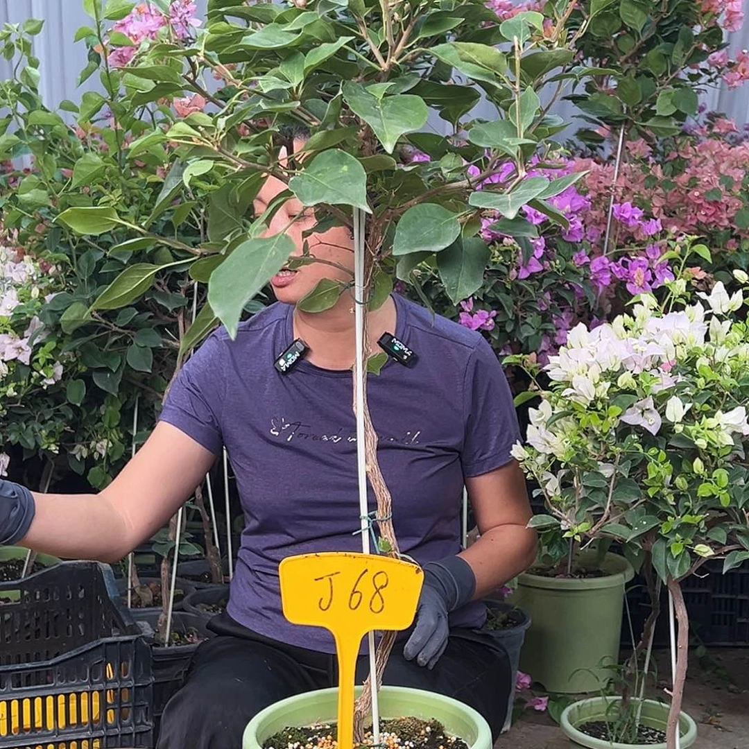 当前无花栽培后可以开花J68金色光辉