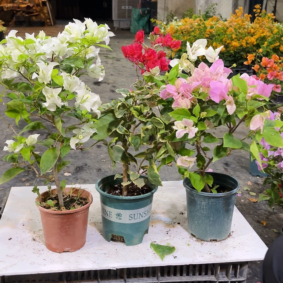 大部分花苞少量开放白雪，孟加拉红，广红英