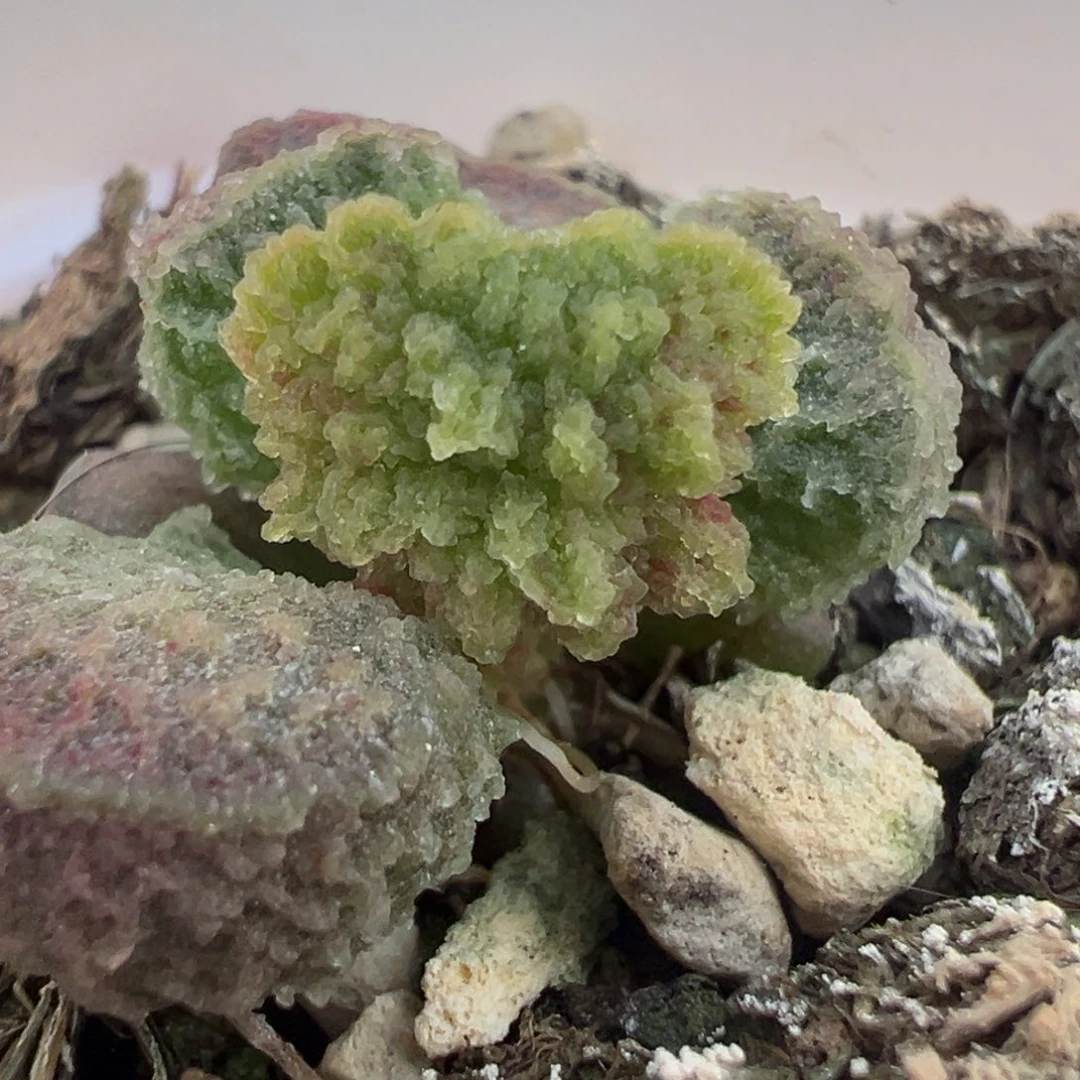 实生新品多肉植物水泡多肉植物