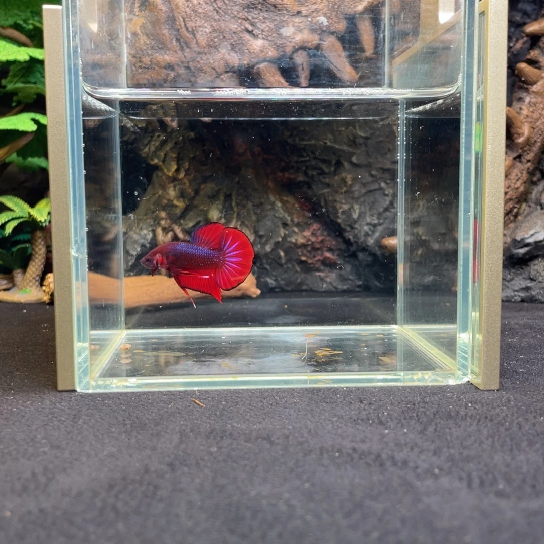 斗鱼十一月二十二日竞价