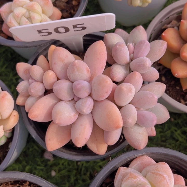 健健康康平平安安