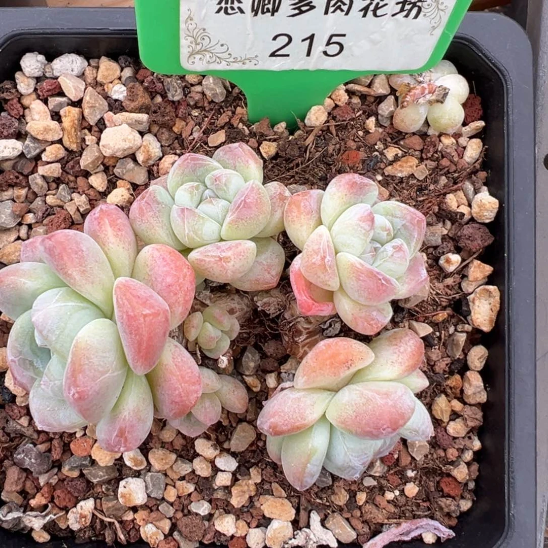 B***人215冰玉老桩无砍0000