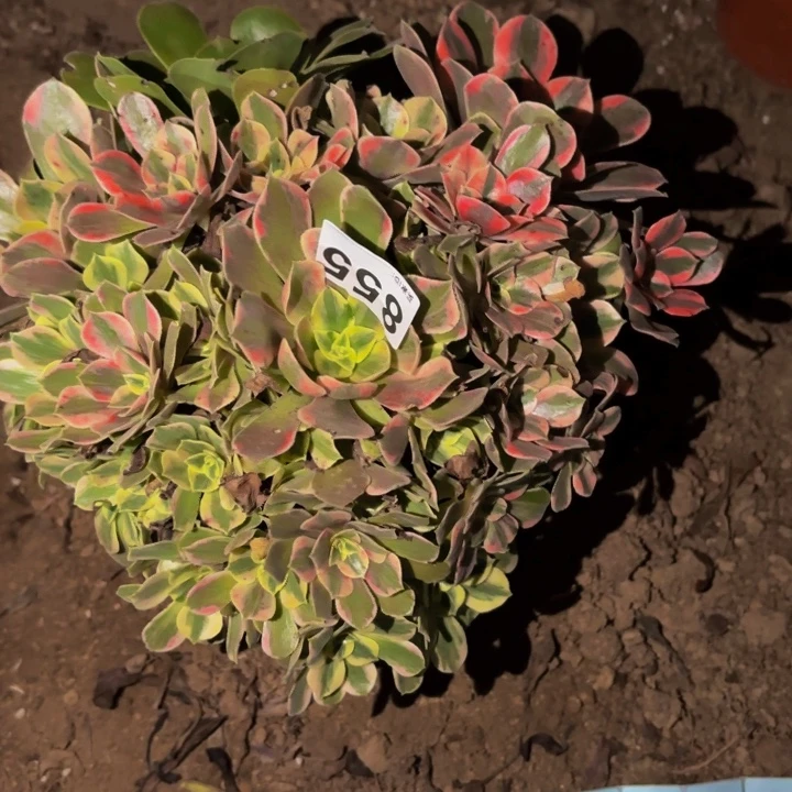 855女妖多肉植物不售后