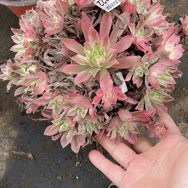 322凤凰锦多肉植物福利