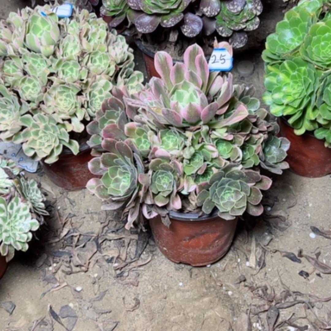 【闪购商品】瓯****学香飞25