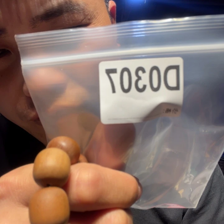 大叶紫檀（黑酸枝木类）307