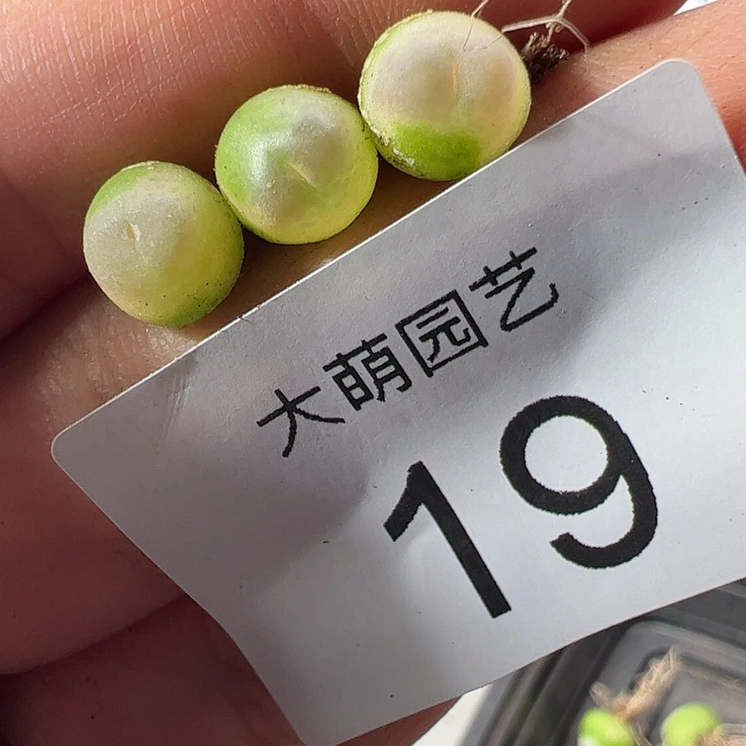 一物一拍默认微瑕。  19