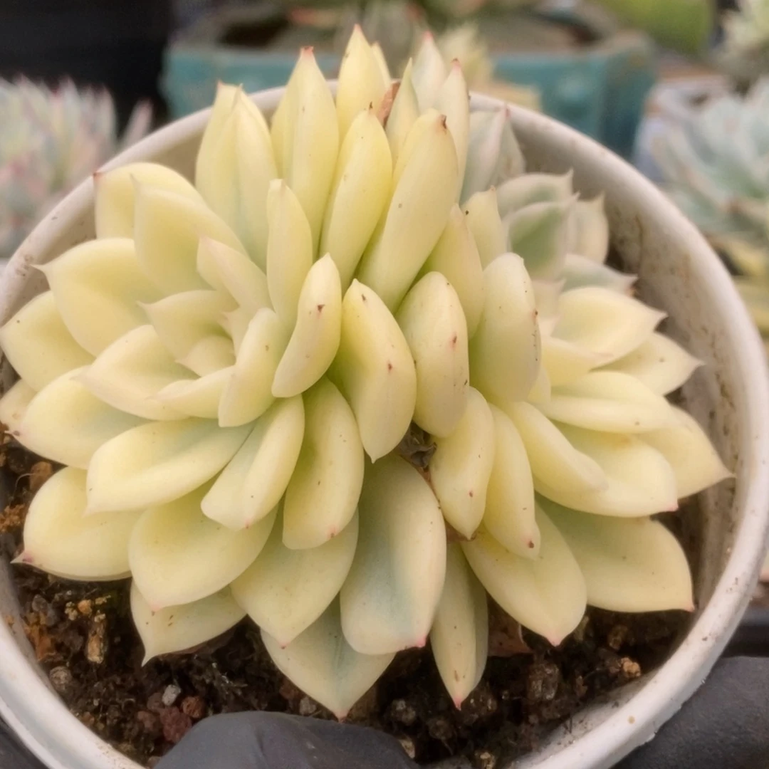 311月亮仙子锦锦锦锦锦锦