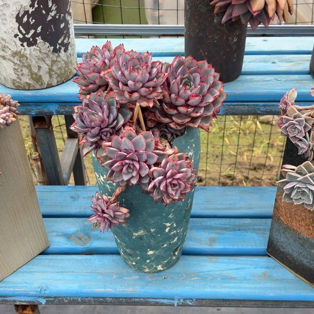 赫拉脱土快递一物一拍