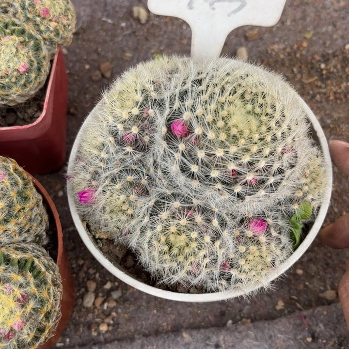 群****943群生好养皮实