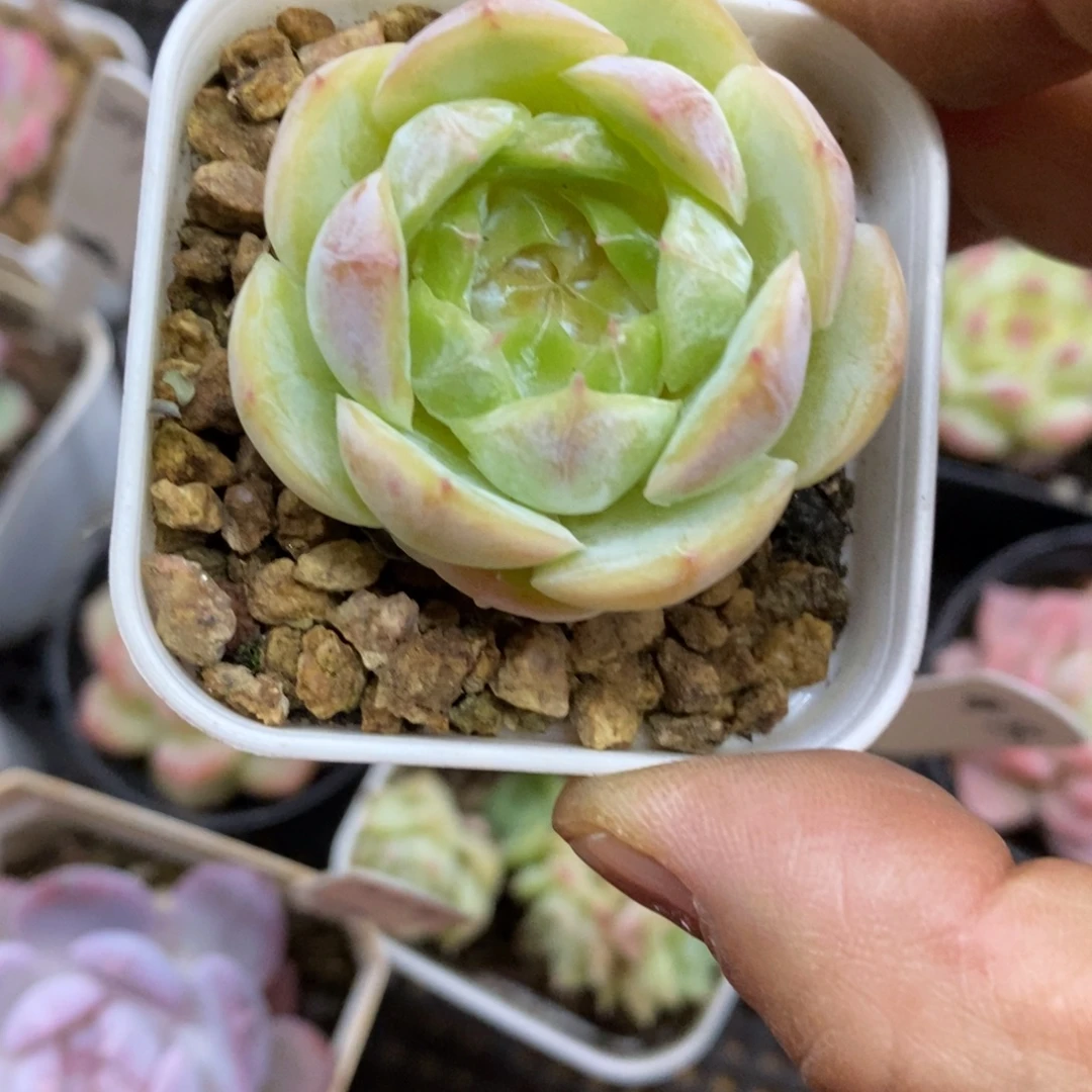精品多肉一物一拍不包整267