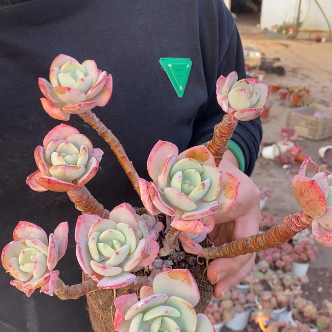 白月光五大头起发，160杯