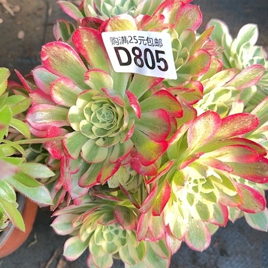 美**美多肉植物一个