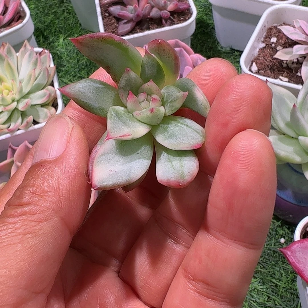 大***猫多肉植物多肉植物