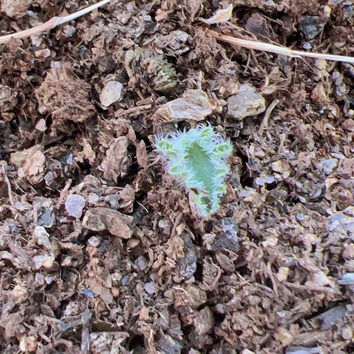 波动雾冰玉母本随机1个，脱土发