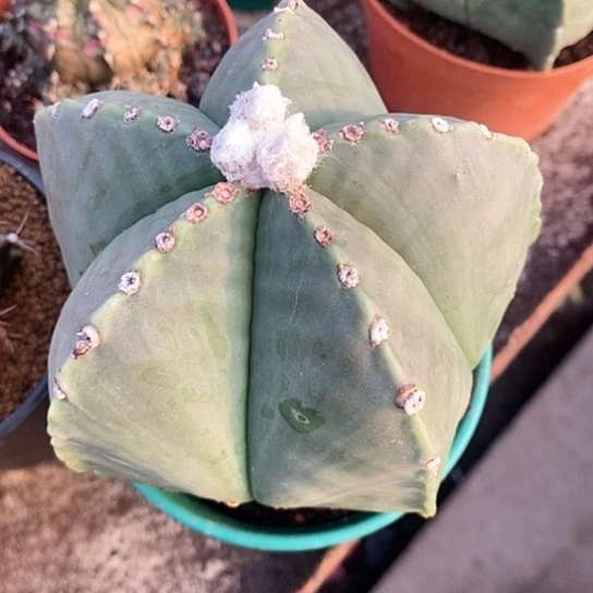 一个大鸾凤玉仙人球