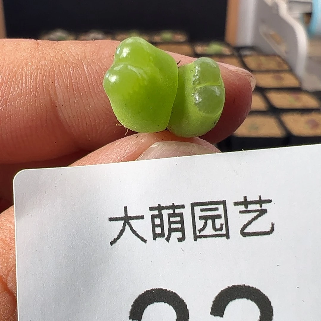 一物一拍。        33