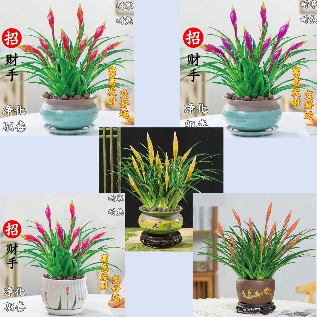 【招财手】球根花卉鸿运当头桌面绿植办公室室内四季开花花卉大全好