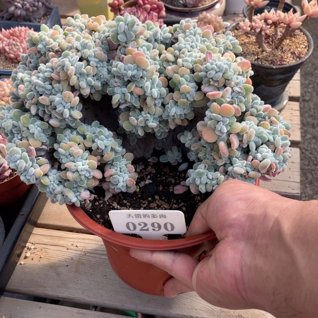 T**?0290雪晃星不带盆22厘米