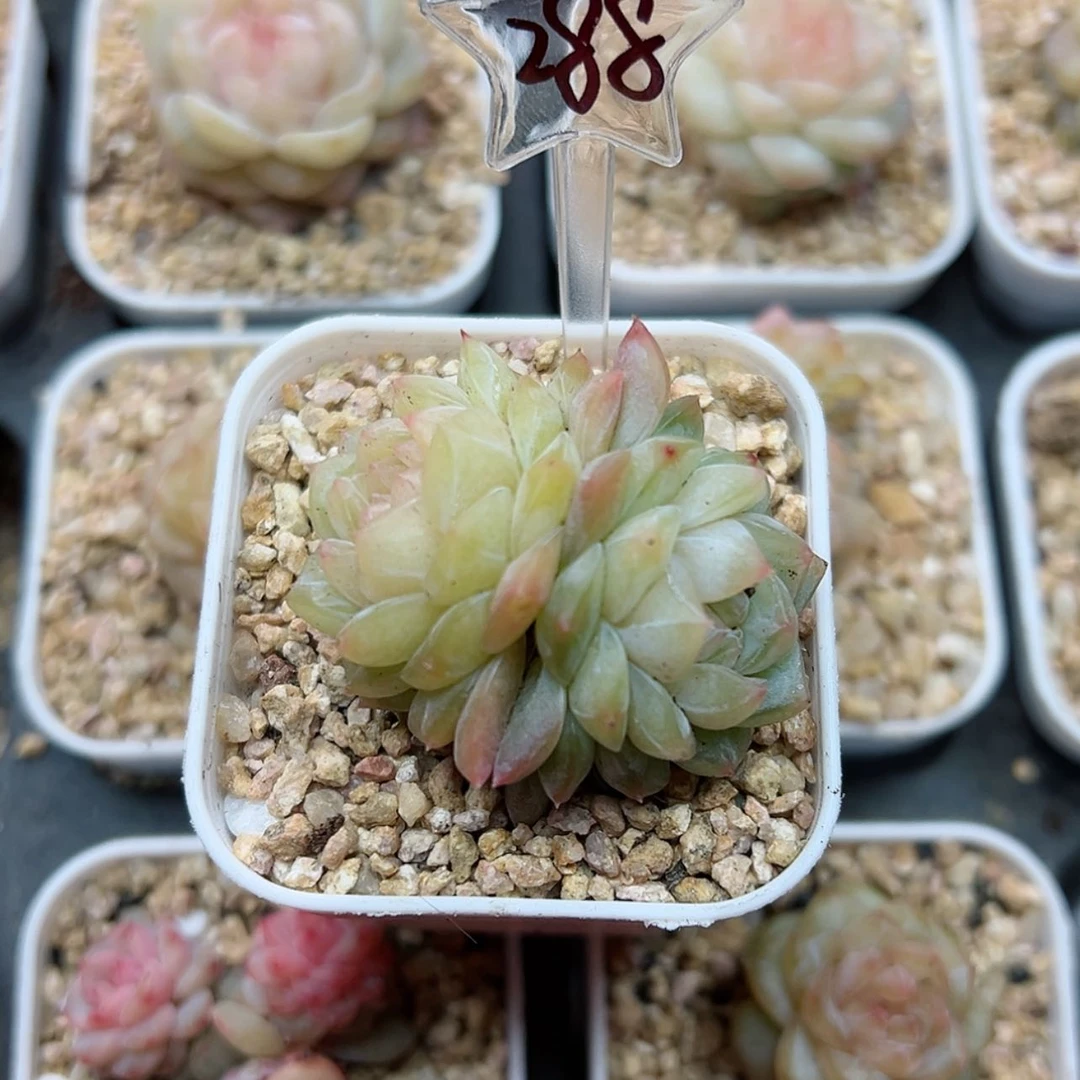 【闪购商品】288哈哈哈哈哈哈哈