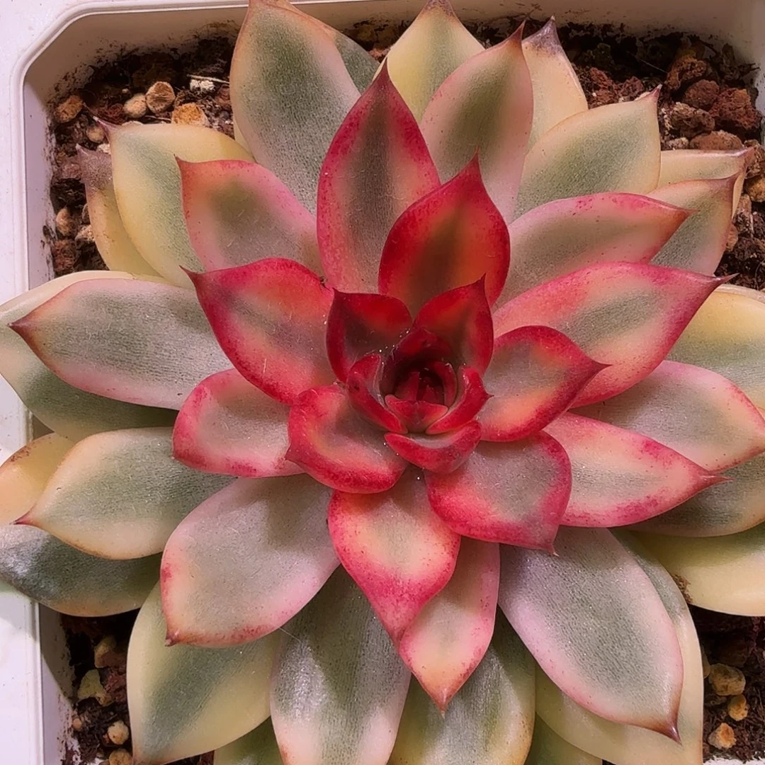 火焰山锦，多肉植物