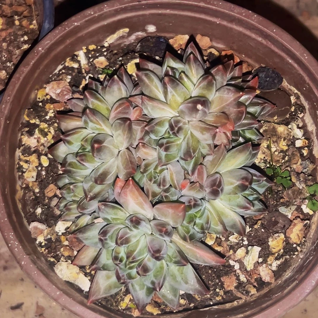 桔云多肉美人精品系列