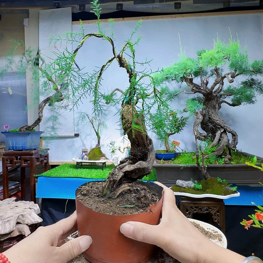 安***之无花朵棠梨风格货架即可