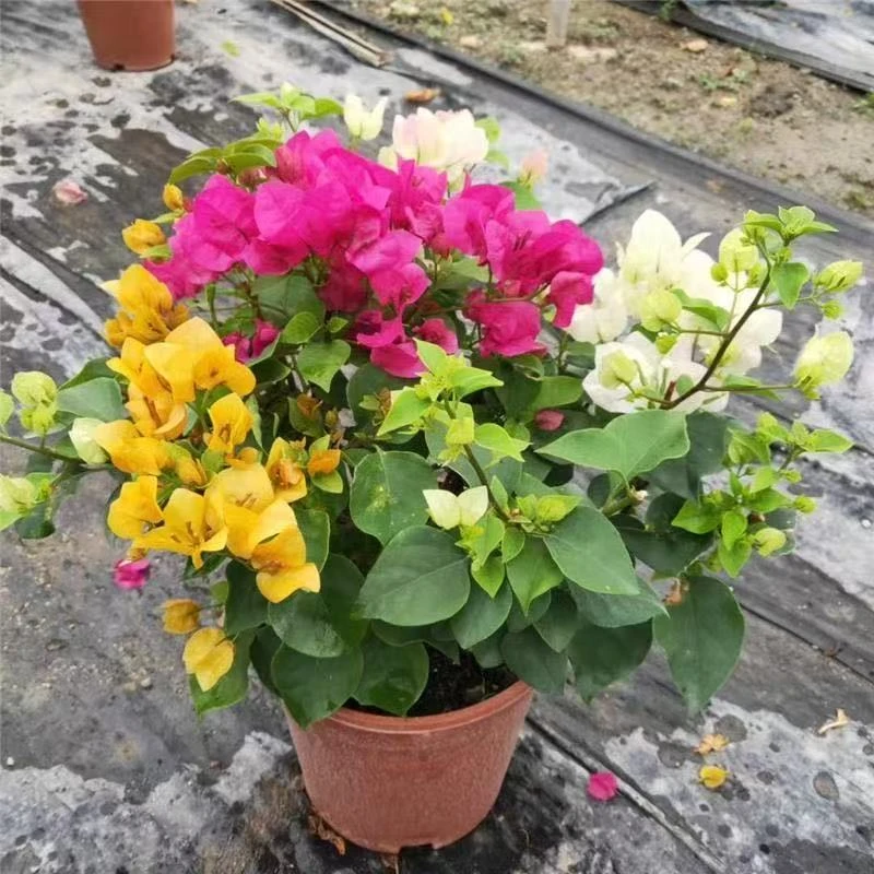 三色三角梅多色组合盆栽花卉四季开花耐热庭院丰花植物
