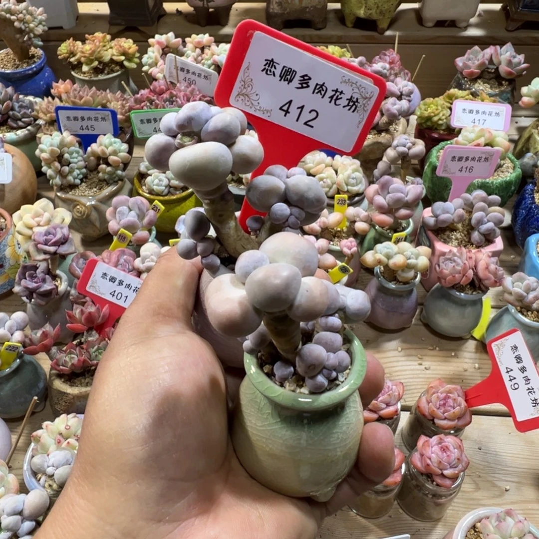 槑***⁵412因美人老桩两颗带盆土发