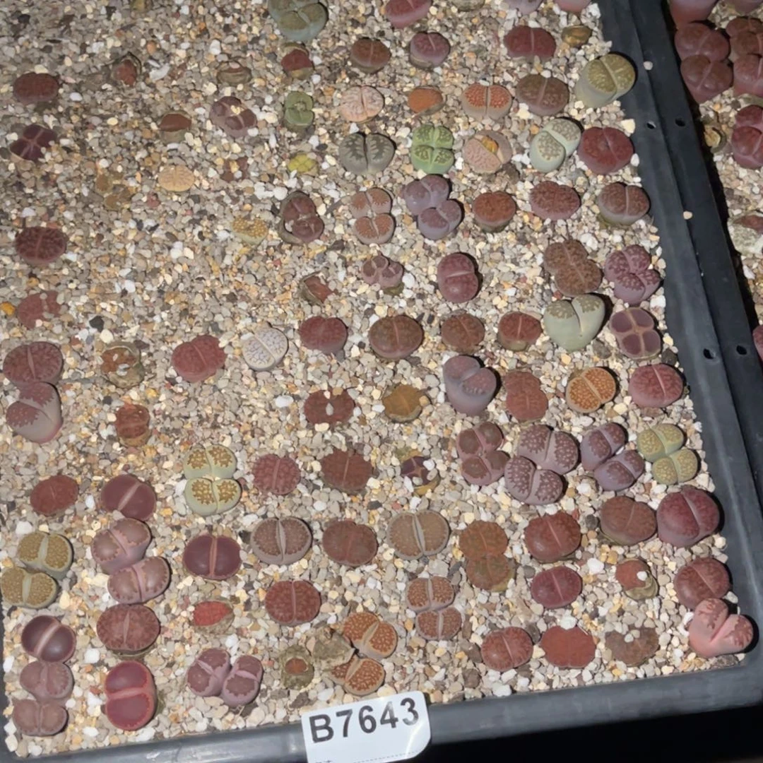 好***欢7643福利筐1不售后