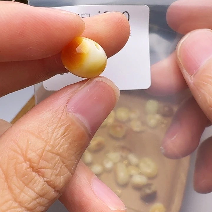琥珀未镶嵌裸石琥珀