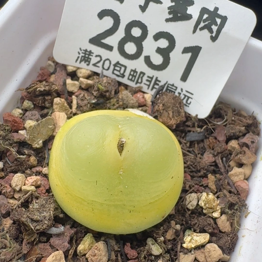 拉登2.0带盆土1200。