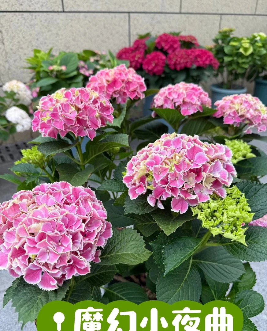 绣球花 魔幻小夜曲  纯露天种植
