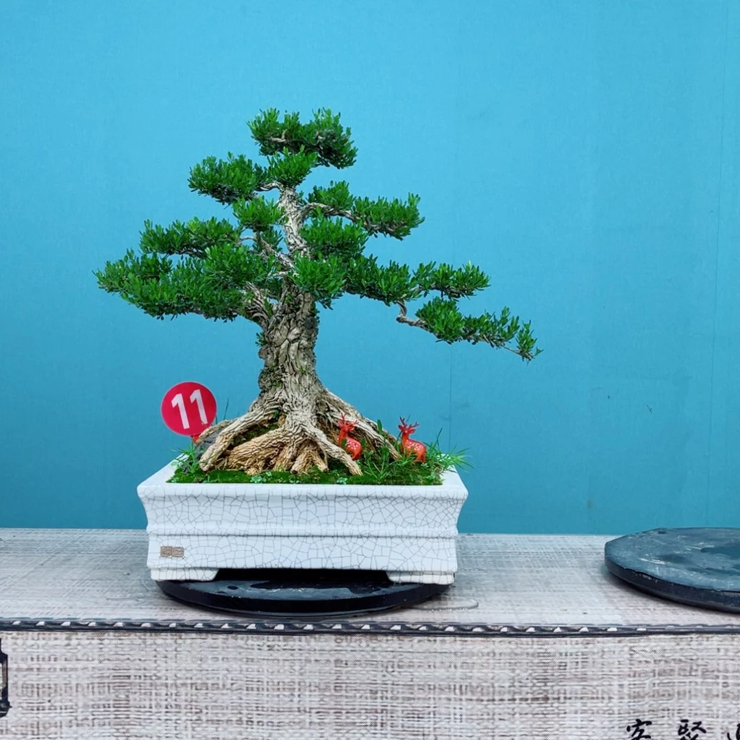 以实际为准精品黄杨老桩