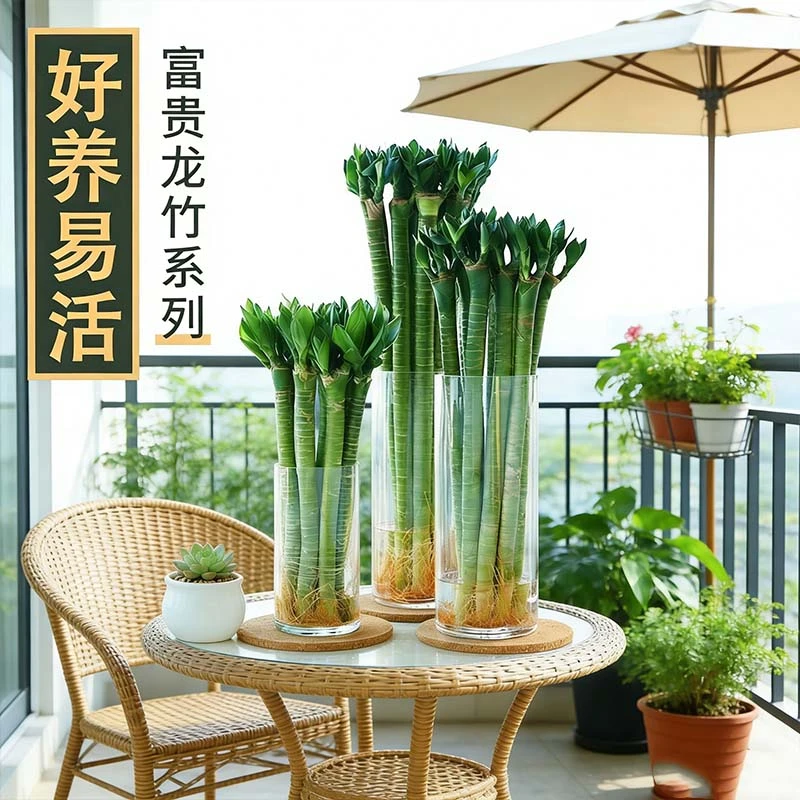 学生专用文昌竹富贵转运竹龙竹室内客厅植物水养5支带根水培植物