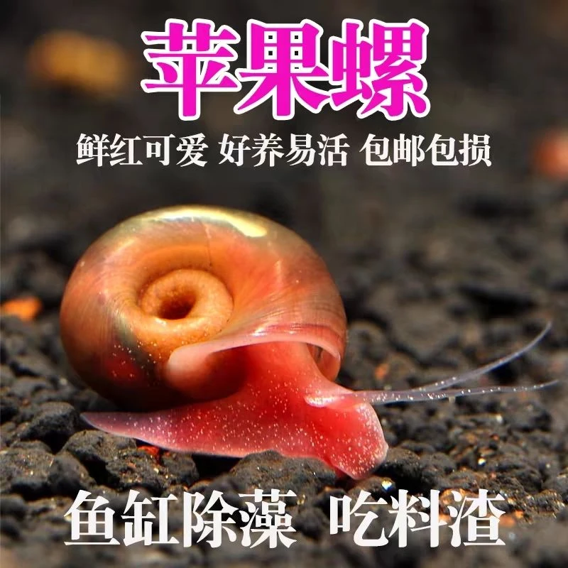 精品苹果螺除藻神器清洁鱼缸宠物热带观赏螺皮实好养