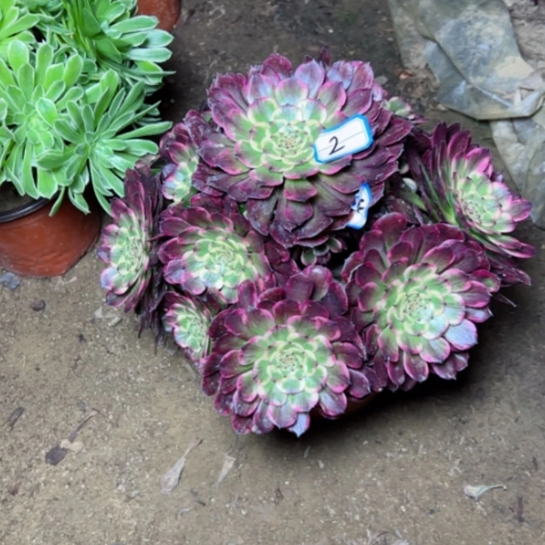 【闪购商品】我****乐多肉植物黑金刚2