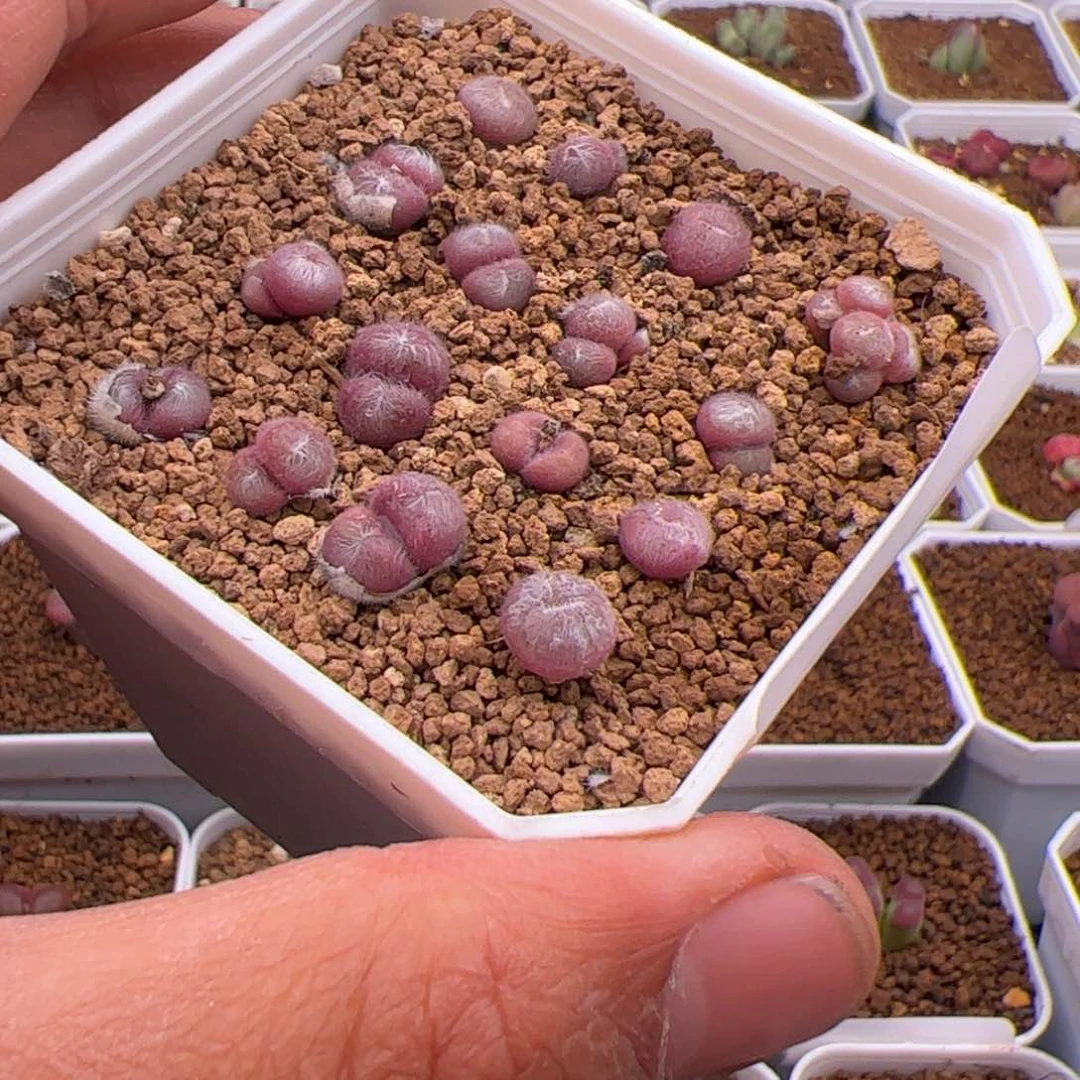 凤****?5.27毛球多肉植物62