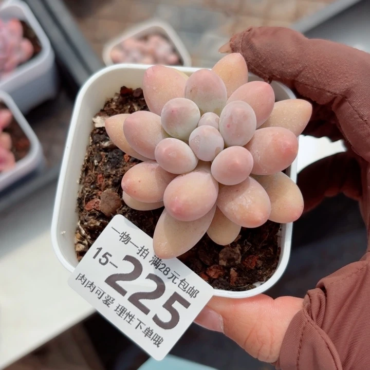 汤圆无盆土发货多肉多