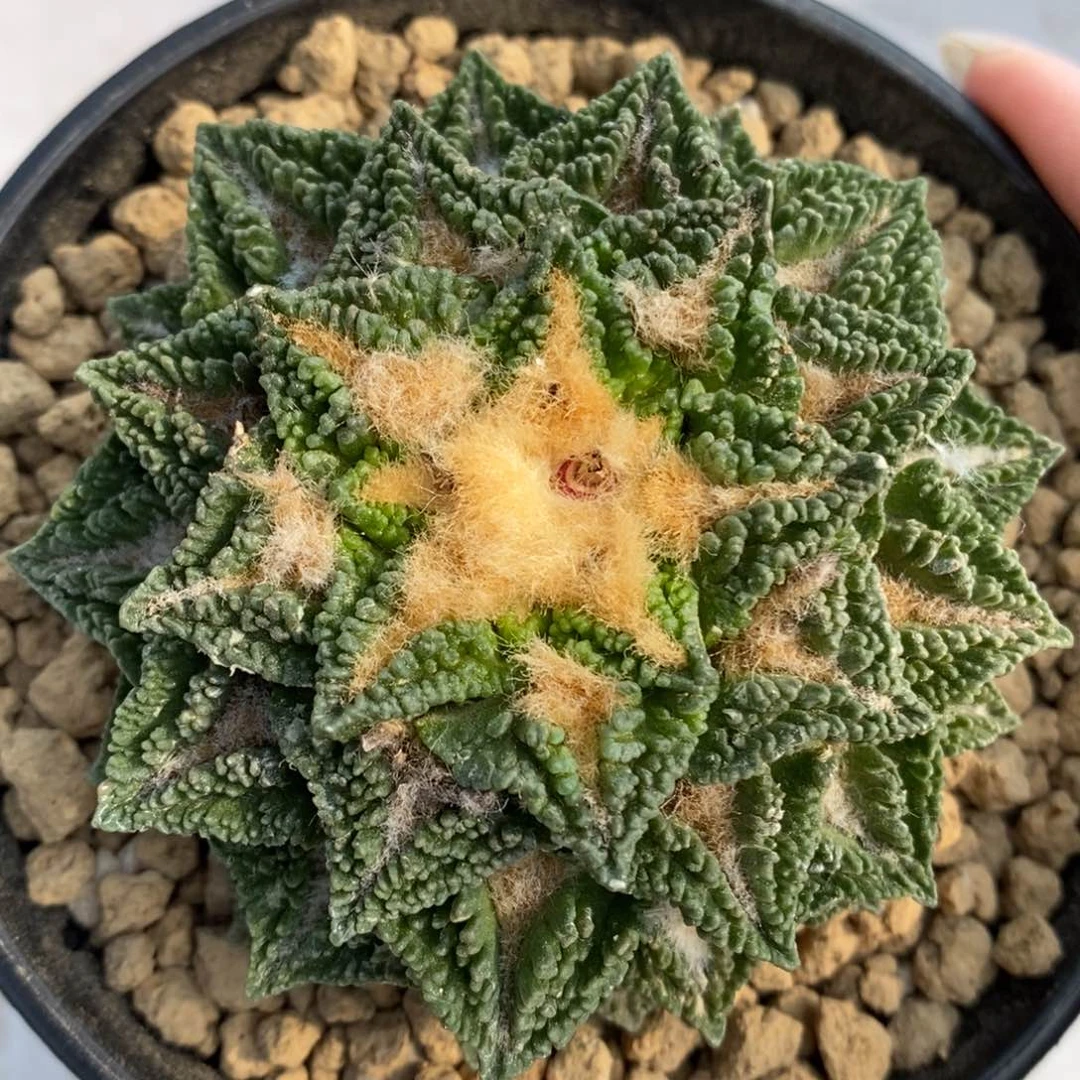 用****1自根福利福利辛顿