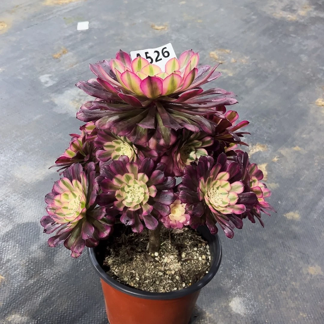 多肉植物红铜白526多肉