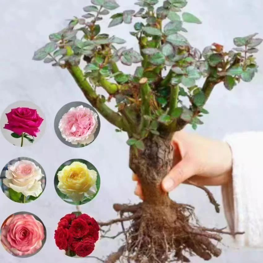 浓香大花玫瑰花月季苗当年开花大花浓香阳台盆栽混色颜色随机发货