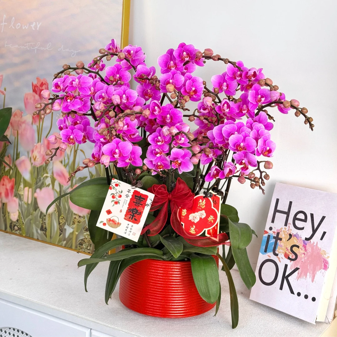 【紫霞仙子】 鲜花蝴蝶兰 室内组盆 室内花卉 带花带花苞