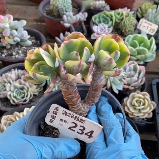 半*紗234一一一一一一一一一