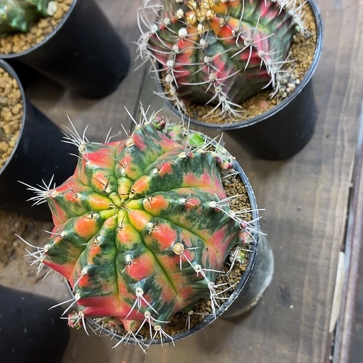 秋**凉仙人球好好看好漂亮110