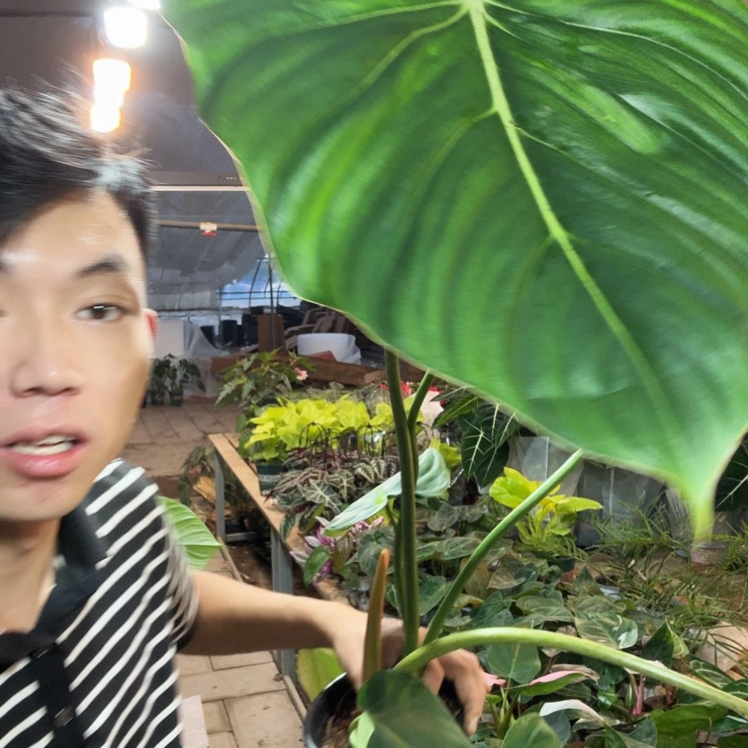 完全开放超大麦克道尔一棵